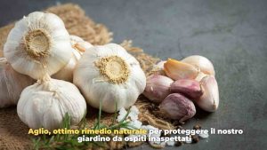 aglio antiparassitario - freepik - romagnawebtv.it