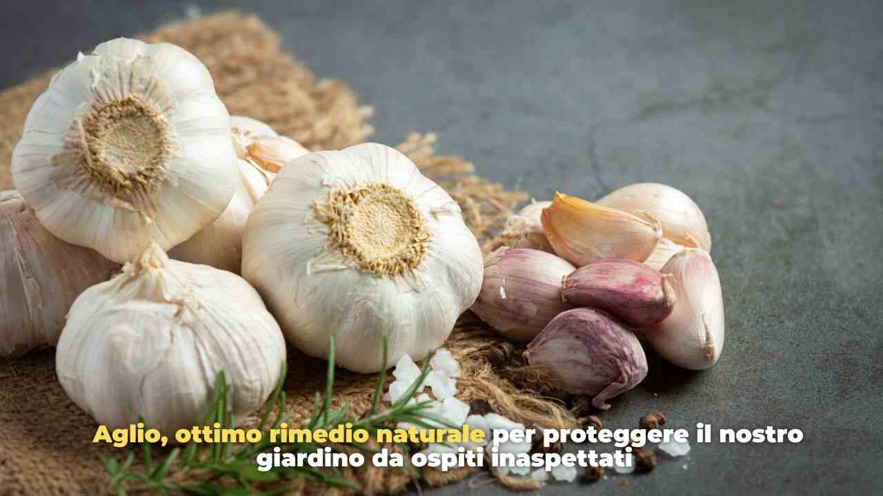 aglio antiparassitario - freepik - romagnawebtv.it 