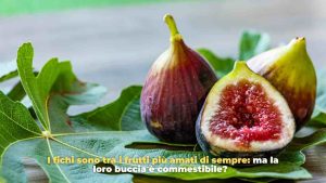 fichi buccia - adobe stock - Romagnawebtv.it