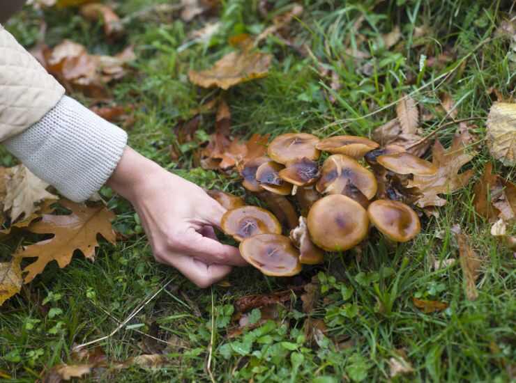 raccogliere i funghi - freepik - romagnawebtv.it 