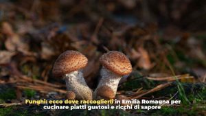 raccolta funghi -freepik- Romagnawebtv.it