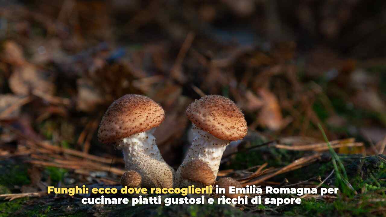 raccolta funghi -freepik- Romagnawebtv.it 